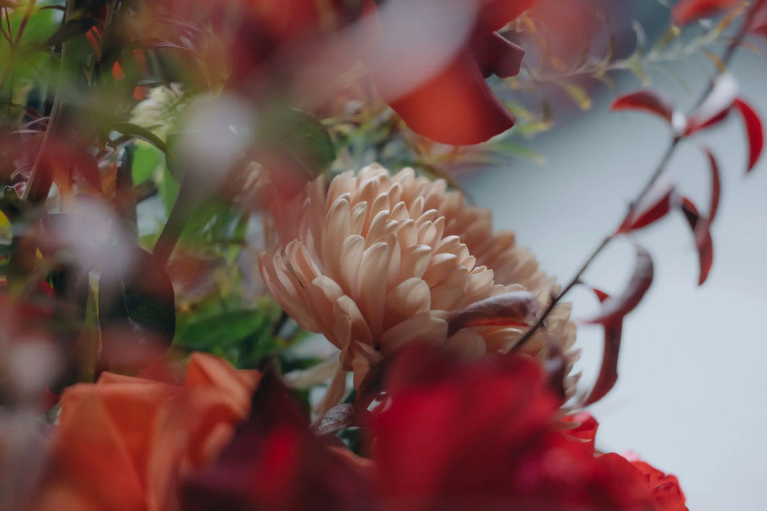 November Flowers in Oregon: Dahlias, Chrysanthemums & Fall Blooms