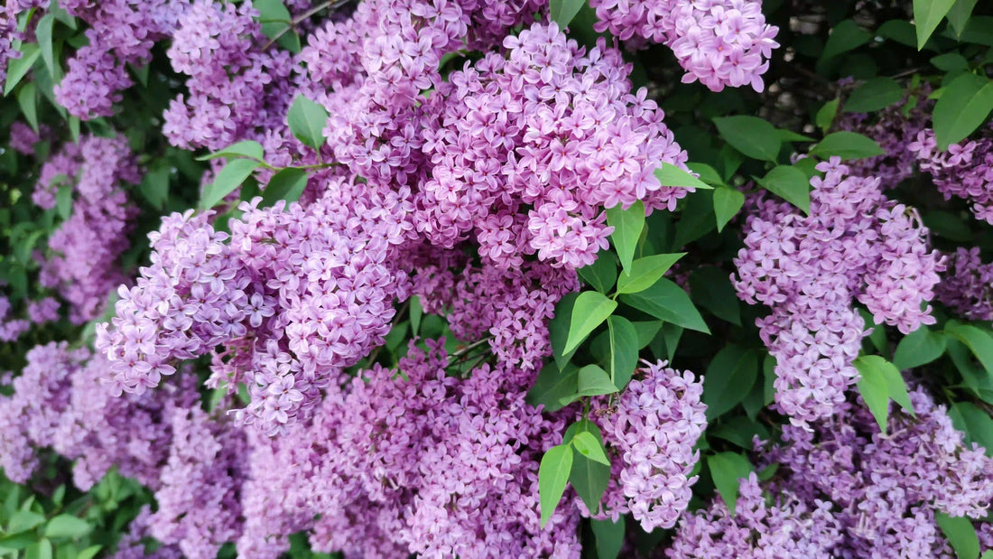 Fragrant purple lilacs in bloom — peak April flower season in Portland Oregon
