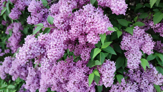 Fragrant purple lilacs in bloom — peak April flower season in Portland Oregon