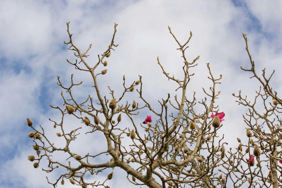 agnolia tree branches with fuzzy winter buds against cloudy sky in Portland