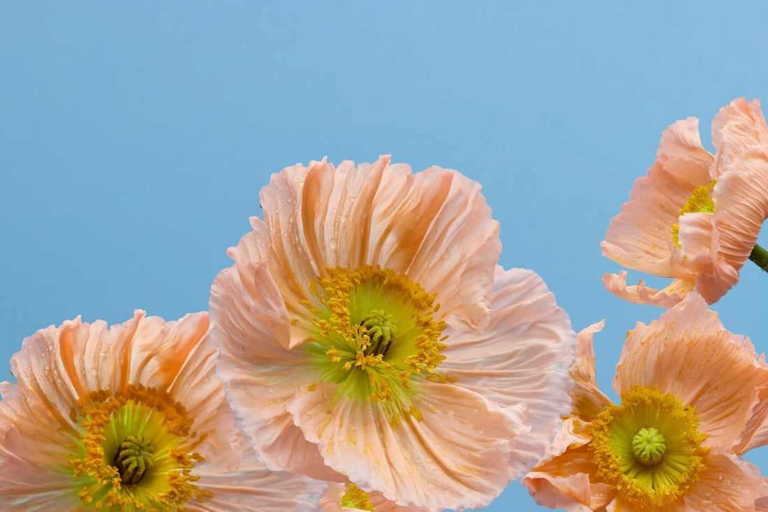 Peach Iceland poppies with translucent petals and golden centers — seasonal cut flowers at Kvetka Flower Portland Oregon