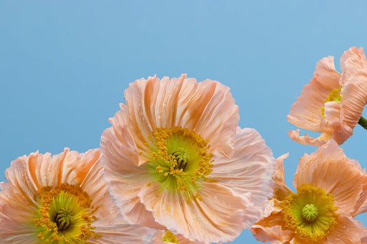 Peach Iceland poppies with translucent petals and golden centers — seasonal cut flowers at Kvetka Flower Portland Oregon