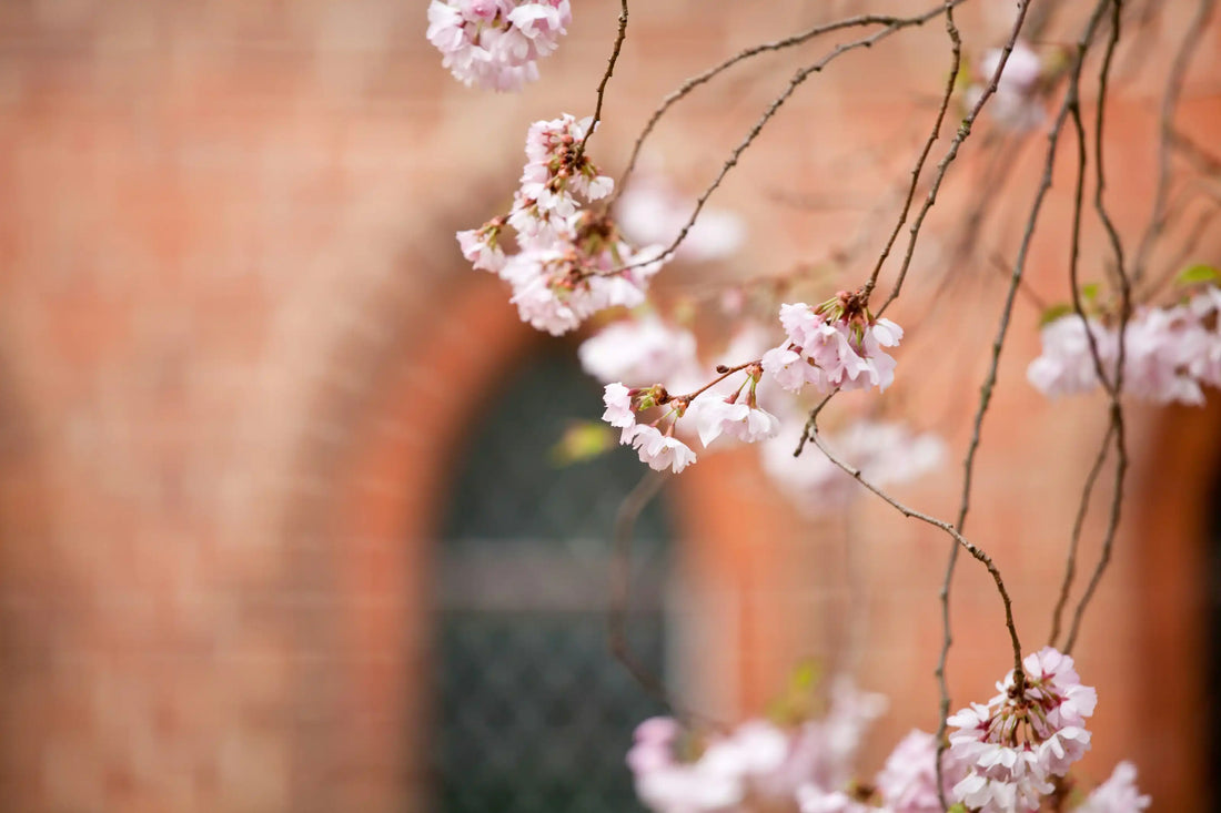 Delicate pink cherry blossom branches against a brick building — Portland spring flowering branches